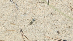 Microbembex monodonta