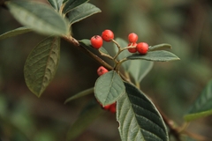 Cotoneaster coriaceus