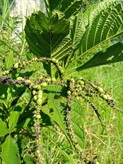 Heliotropium verdcourtii