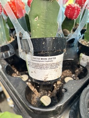 Gymnocalycium stenopleurum