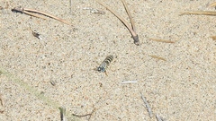 Microbembex monodonta