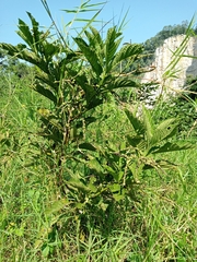 Heliotropium verdcourtii