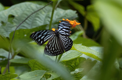 Ideopsis vulgaris