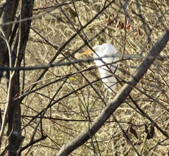 Ardea alba