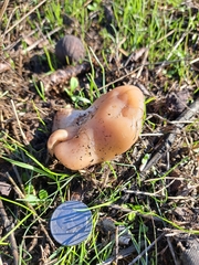 Clitocybe brunneocephala