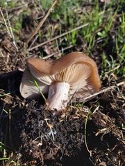 Clitocybe brunneocephala