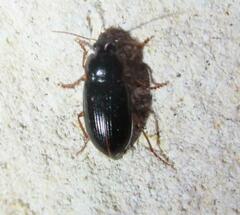 Notiobia