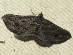 Chrysolarentia severata
