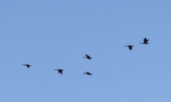 Branta canadensis