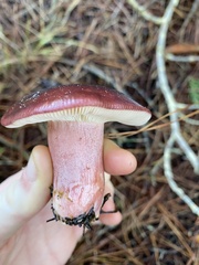 Russula rhodocephala
