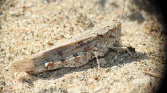Trimerotropis maritima