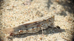 Trimerotropis maritima