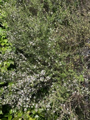 Leptospermum scoparium