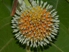 Nauclea orientalis