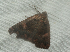 Condica macrosema