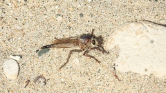 Proctacanthus milbertii