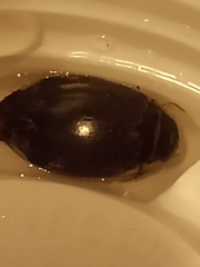 Thermonectus