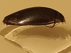 Thermonectus