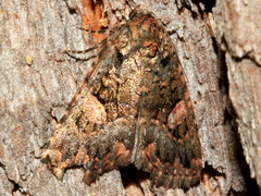Condica macrosema