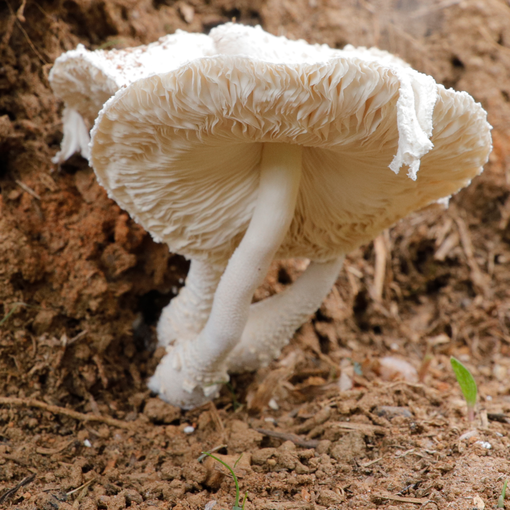 Leucocoprinus cretaceus · November 2020 · photo: © ronaldperet (iNaturalist, cc-by)