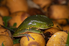 Phyllomedusa burmeisteri