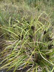 Cyperus ustulatus