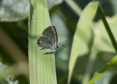 Everes lacturnus