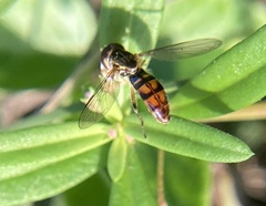 Toxomerus floralis