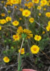 Layia platyglossa