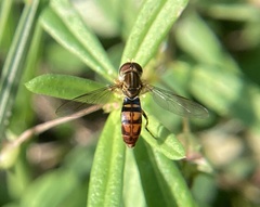Toxomerus floralis
