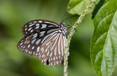 Ideopsis