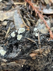 Clitopilus