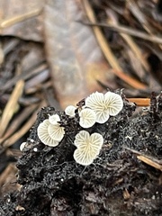Clitopilus