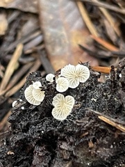 Clitopilus
