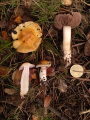 Phlegmacium luteocingulatum