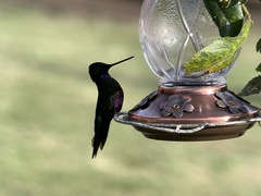 Coeligena helianthea