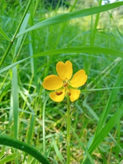 Senna hirsuta