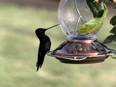 Coeligena helianthea