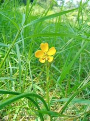 Senna hirsuta