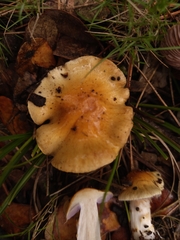 Phlegmacium luteocingulatum