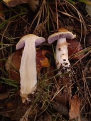 Phlegmacium luteocingulatum