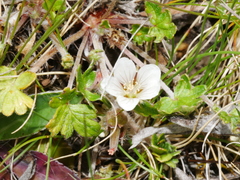 Geranium brevicaule