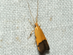 Crocanthes micradelpha