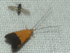 Crocanthes micradelpha