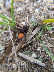 Pseudomethoca brazoria