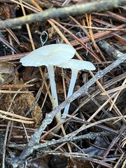 Marasmius calhouniae