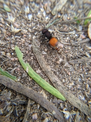 Pseudomethoca brazoria