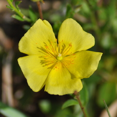 Crocanthemum brasiliense
