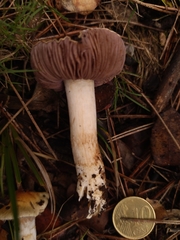 Phlegmacium luteocingulatum