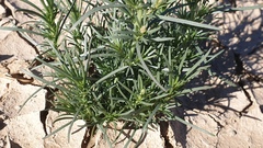 Oligomeris linifolia